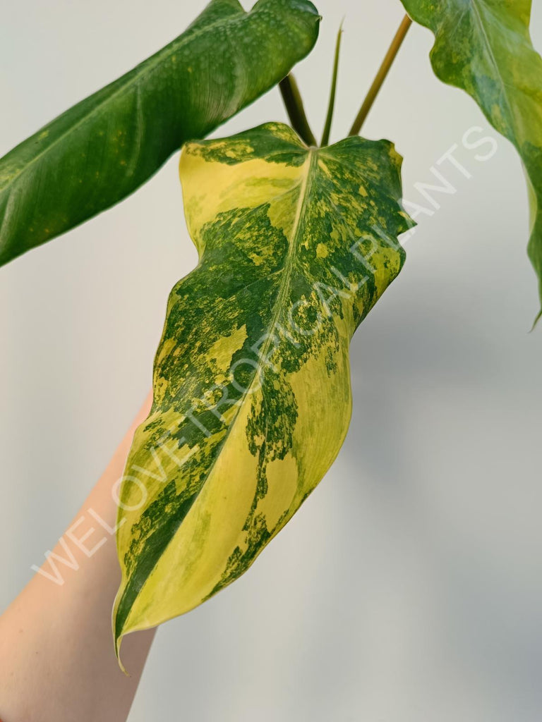 Philodendron domesticum variegata