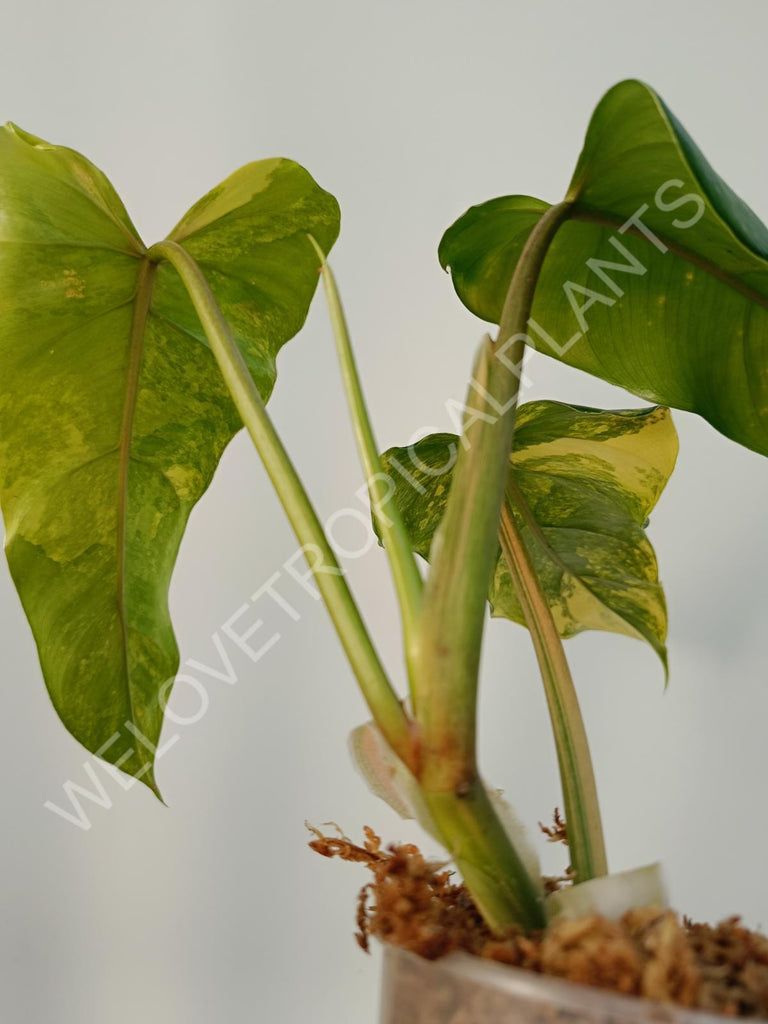 Philodendron domesticum variegata