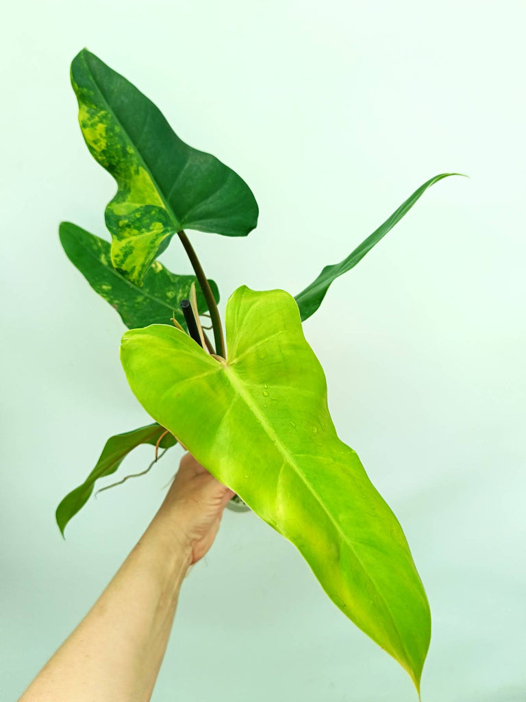 Philodendron domesticum variegata