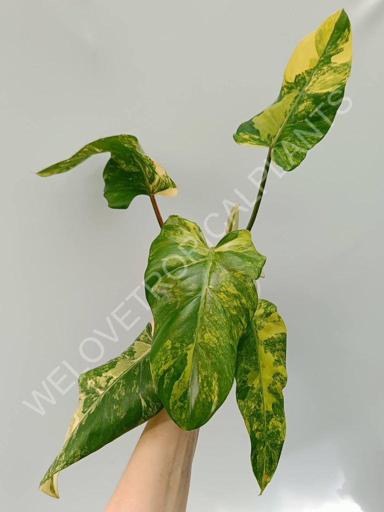 Philodendron domestricum variegata