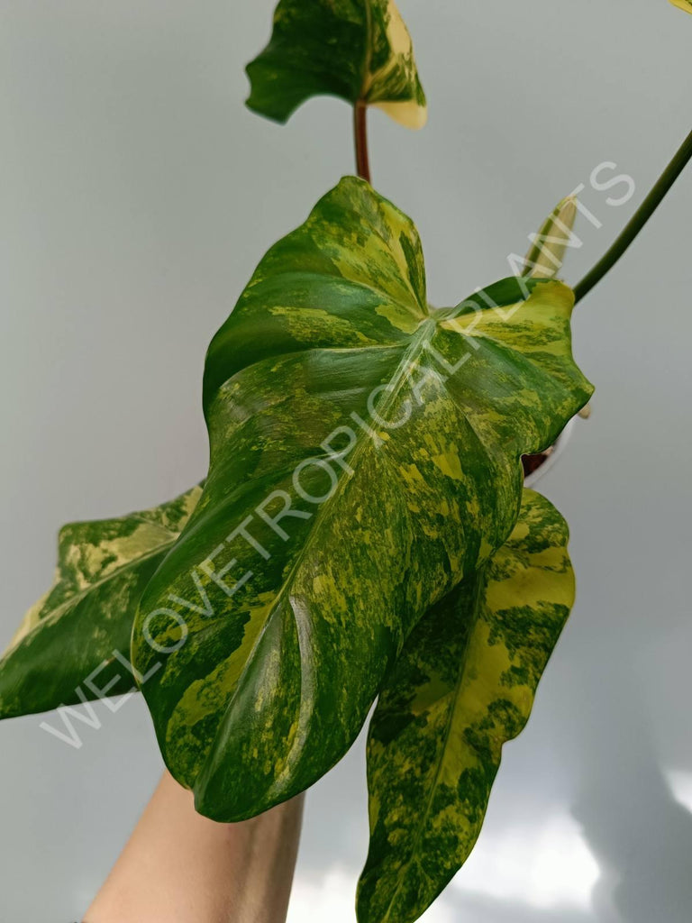 Philodendron domestricum variegata