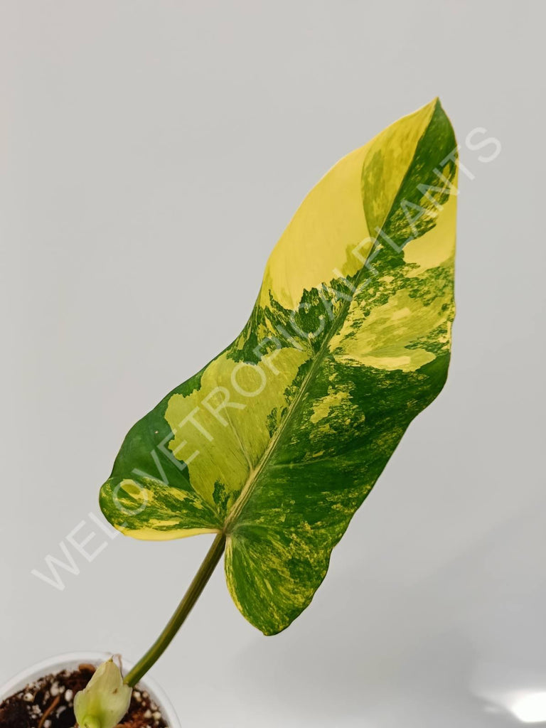 Philodendron domestricum variegata