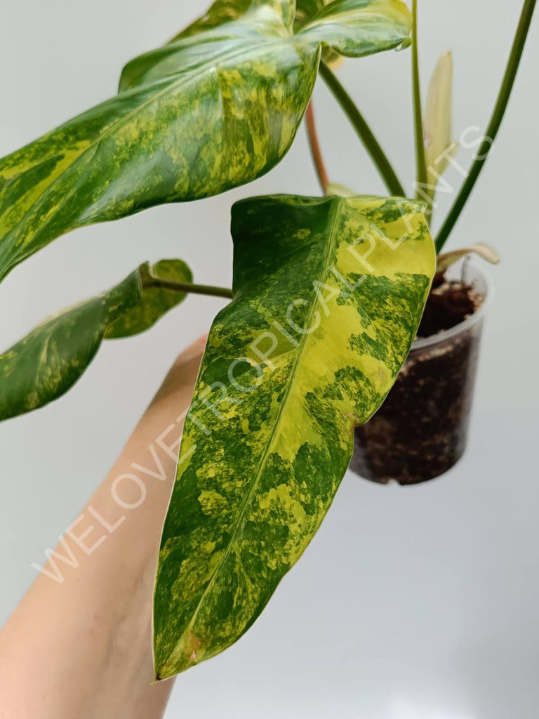 Philodendron domestricum variegata