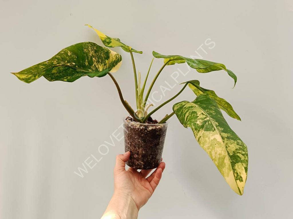 Philodendron domestricum variegata