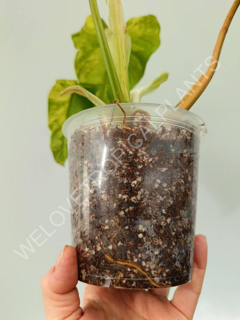 Philodendron domestricum variegata