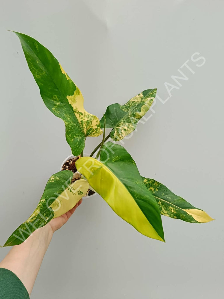 Philodendron domesticum variegata