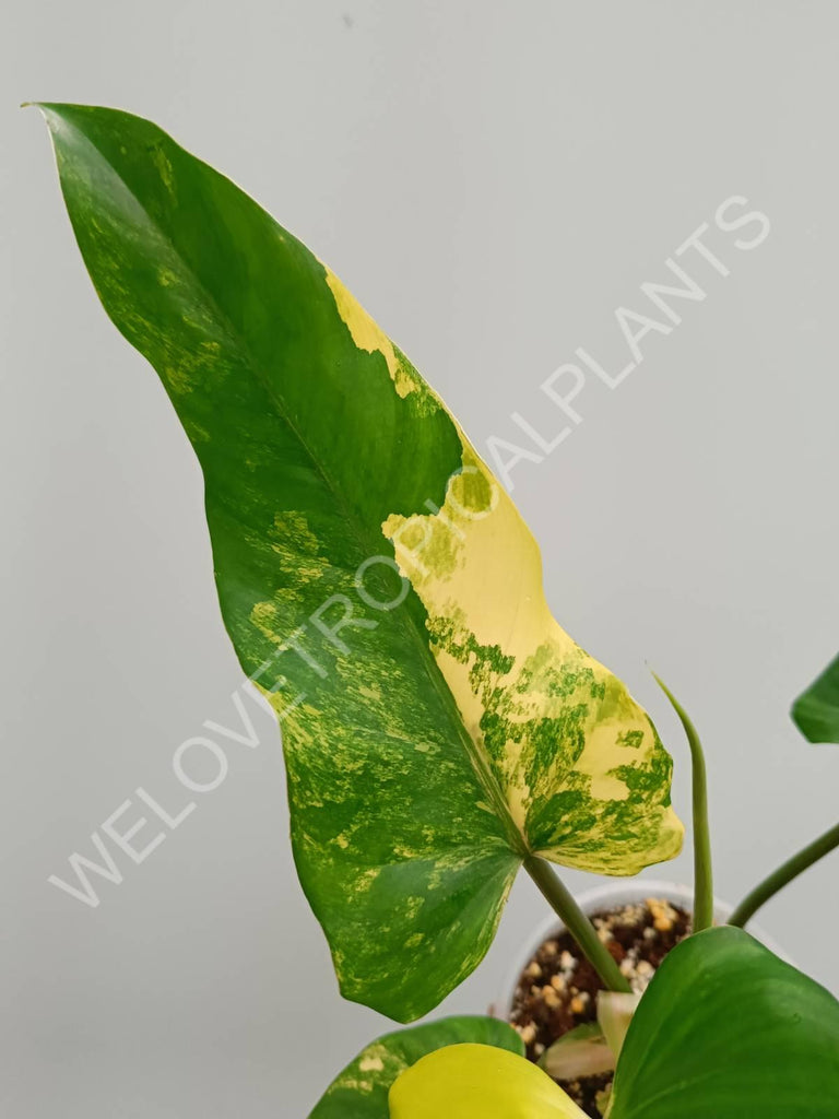 Philodendron domesticum variegata