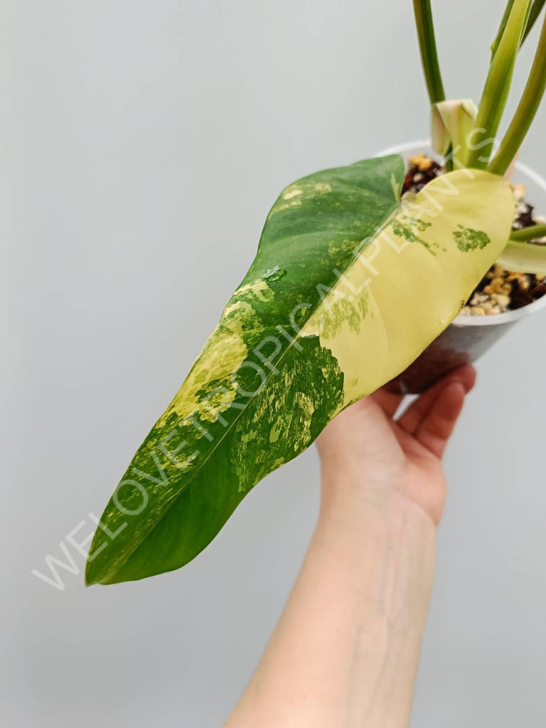 Philodendron domesticum variegata