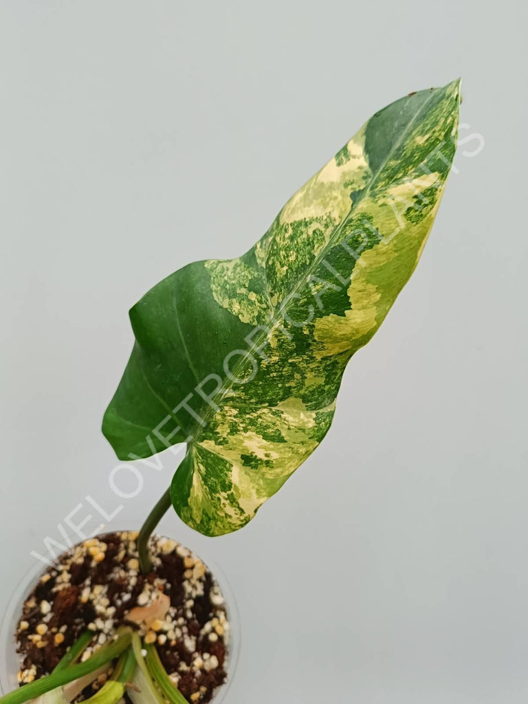 Philodendron domesticum variegata