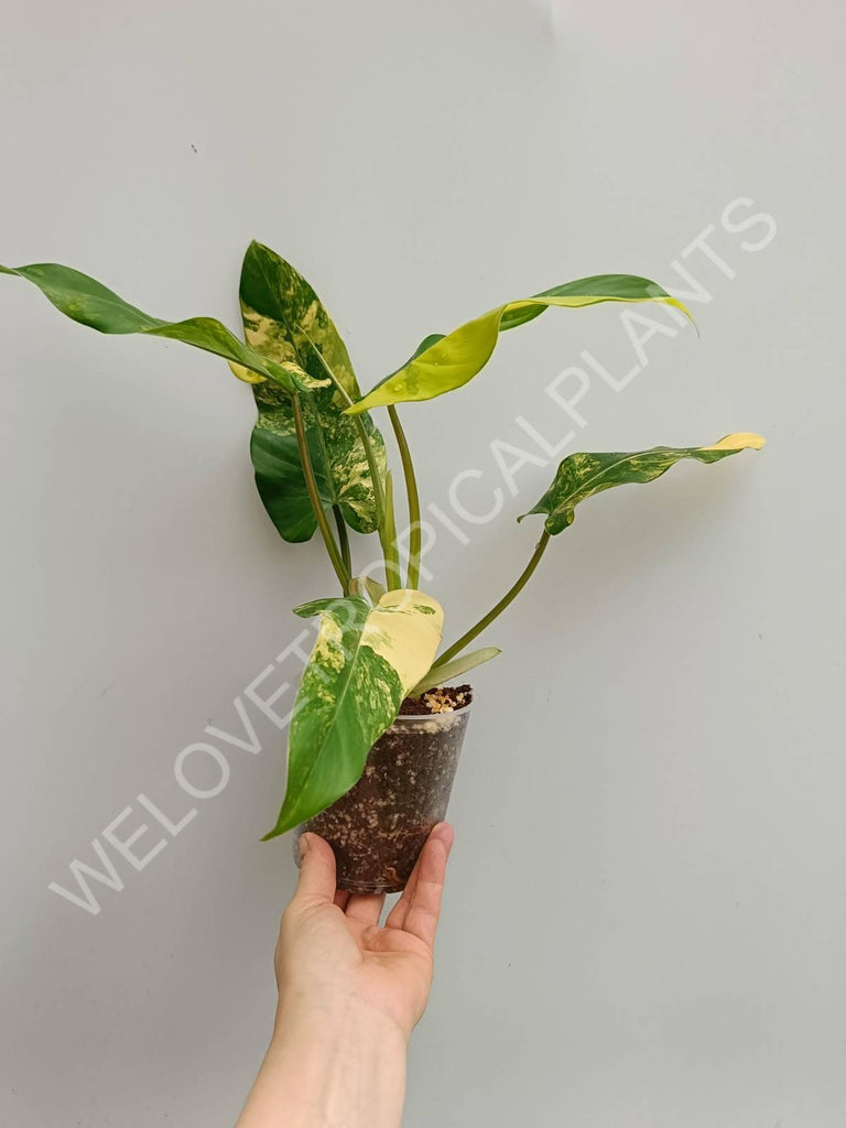 Philodendron domesticum variegata