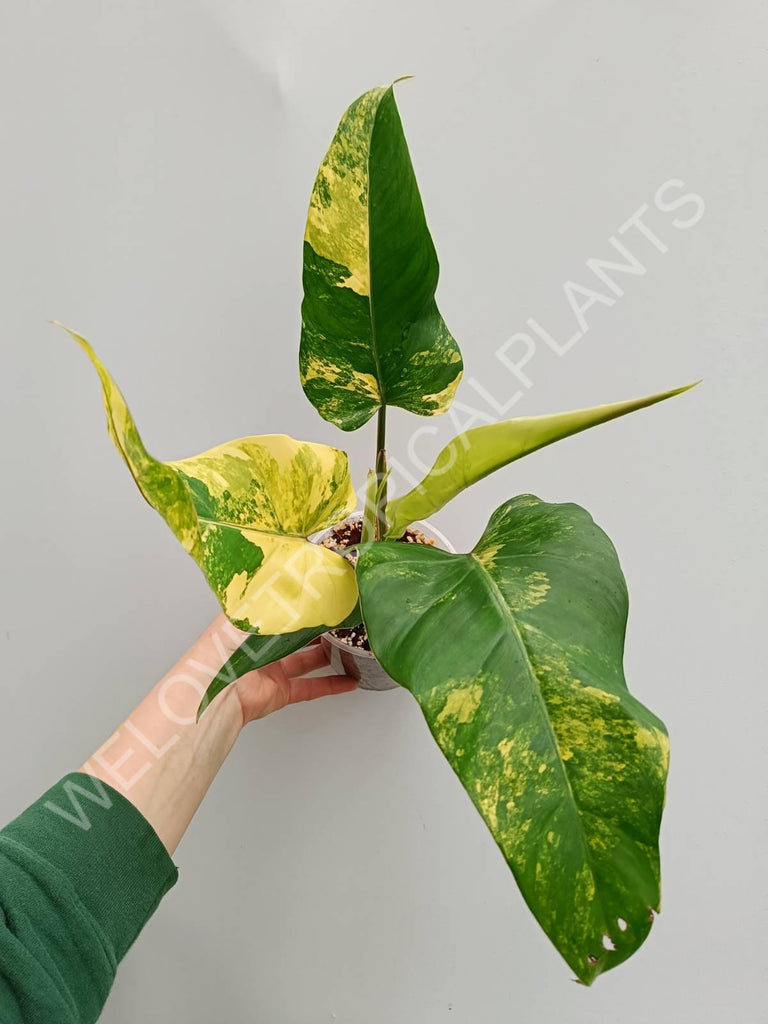 Philodendron domesticum variegata