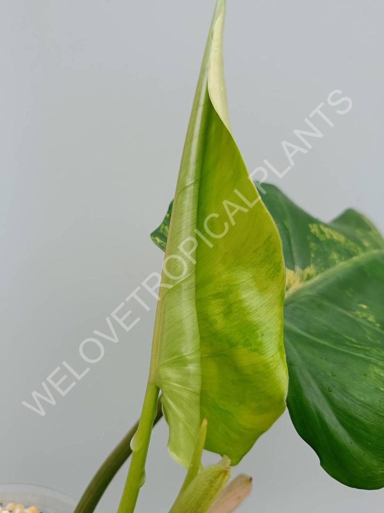 Philodendron domesticum variegata