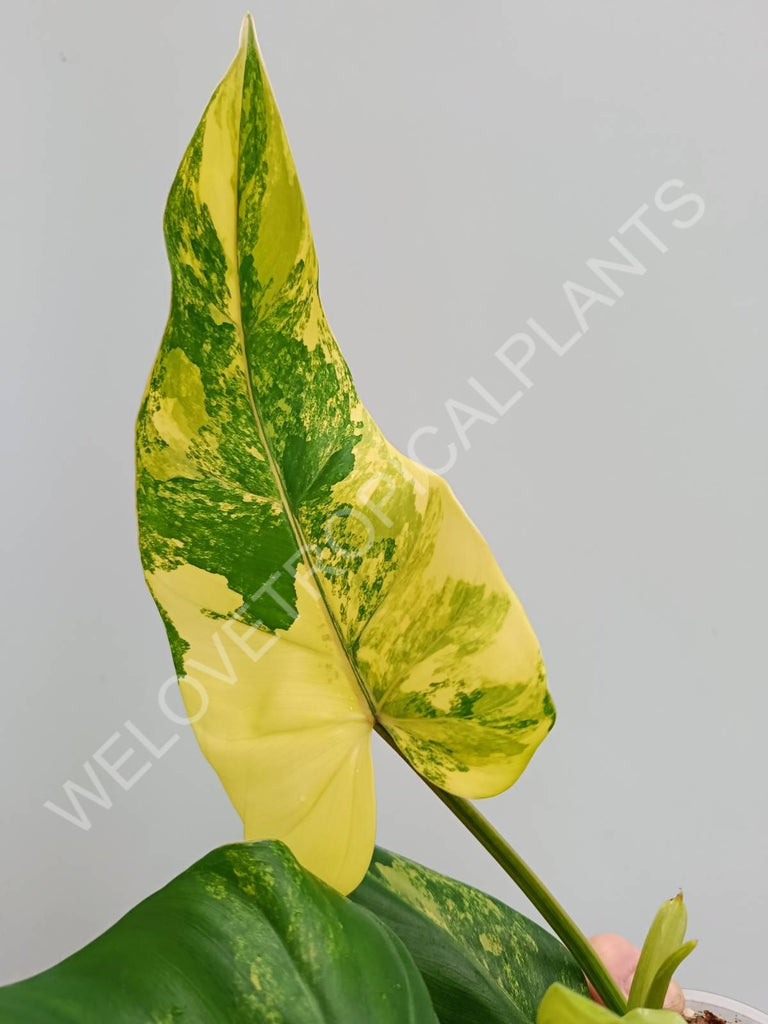 Philodendron domesticum variegata