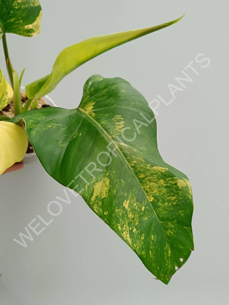 Philodendron domesticum variegata