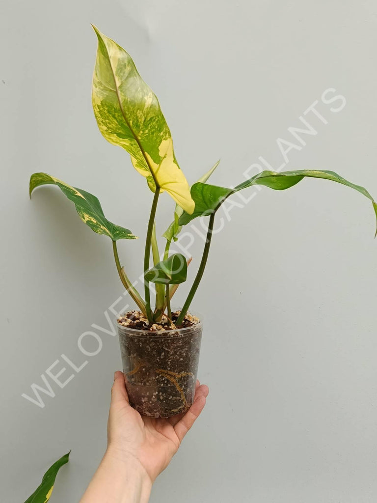 Philodendron domesticum variegata