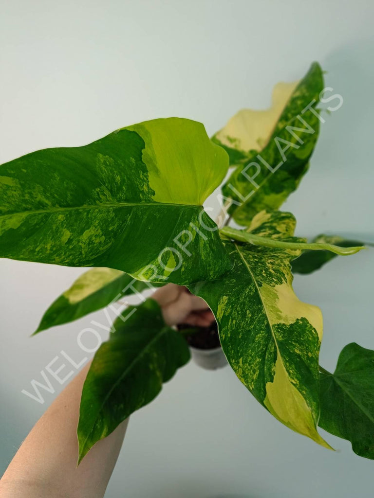 Philodendron domesticum variegata