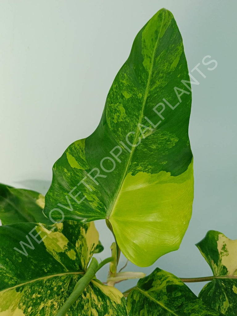 Philodendron domesticum variegata