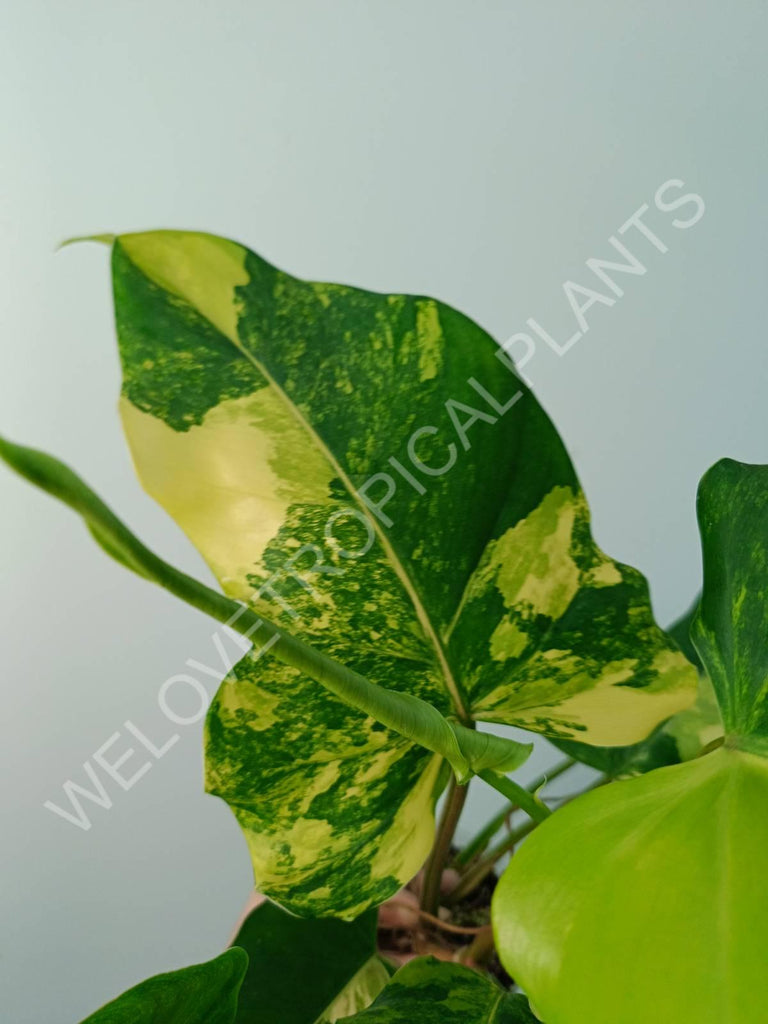 Philodendron domesticum variegata