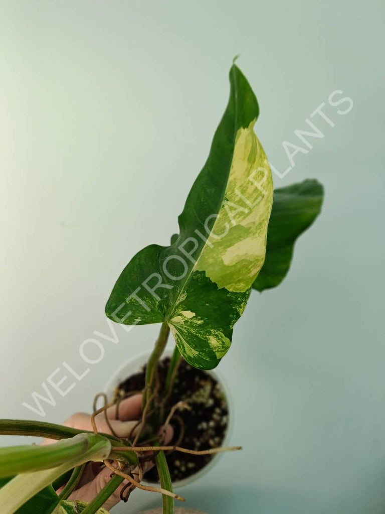 Philodendron domesticum variegata