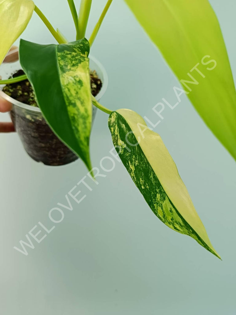 Philodendron domesticum variegata