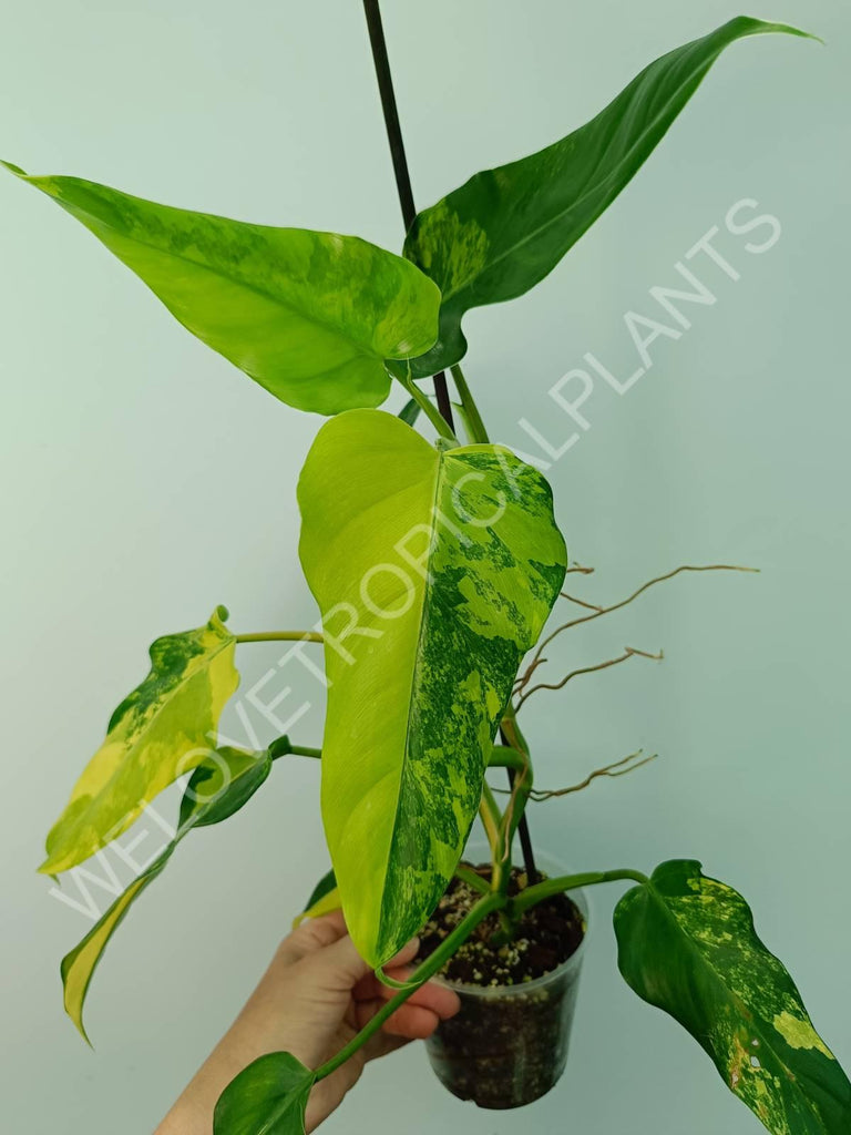 Philodendron domesticum variegata