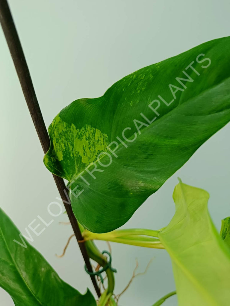 Philodendron domesticum variegata