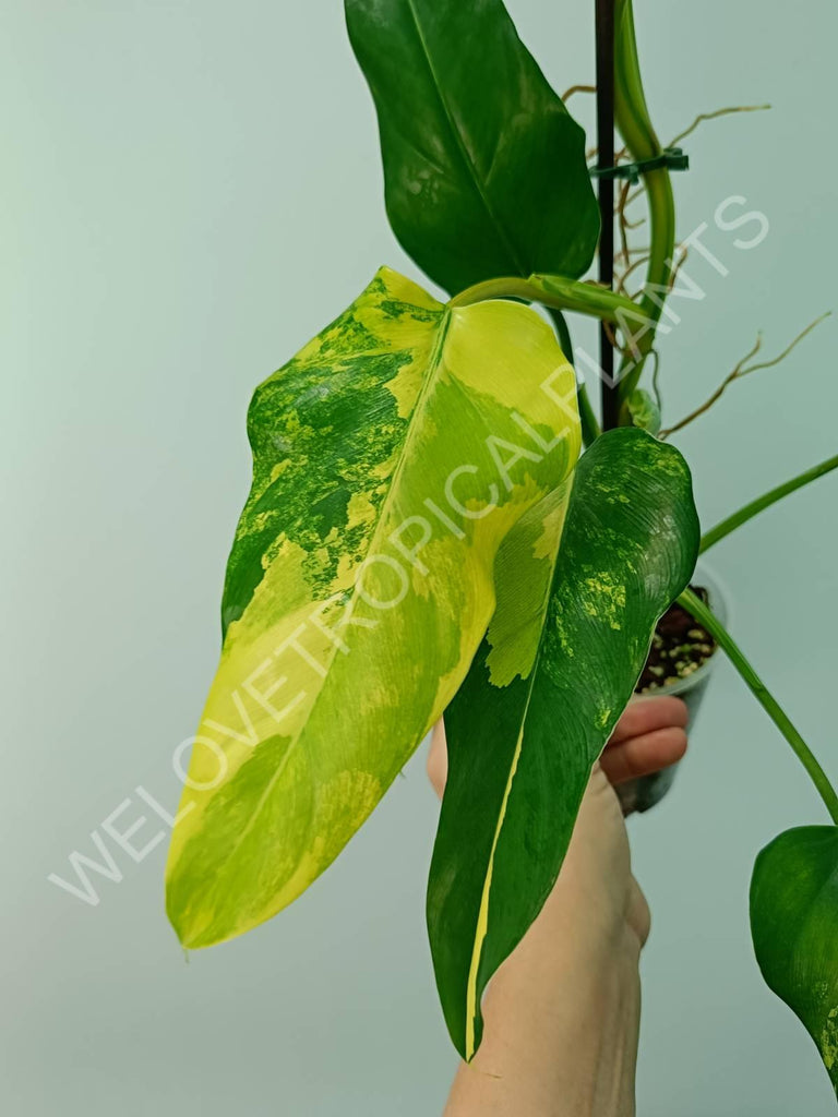 Philodendron domesticum variegata