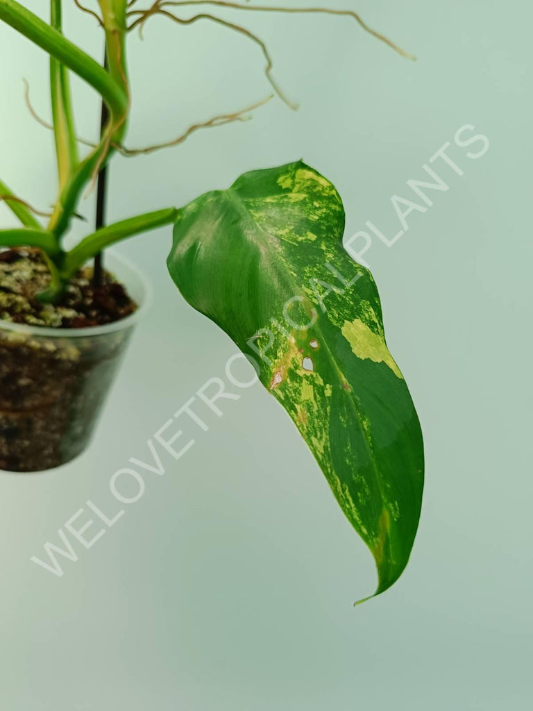 Philodendron domesticum variegata