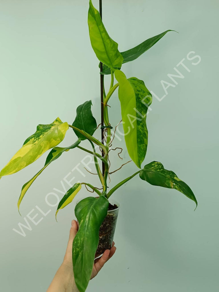 Philodendron domesticum variegata