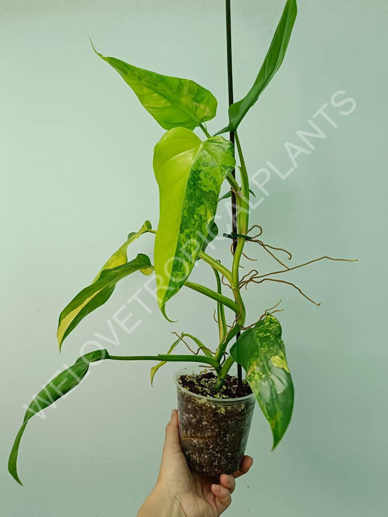 Philodendron domesticum variegata