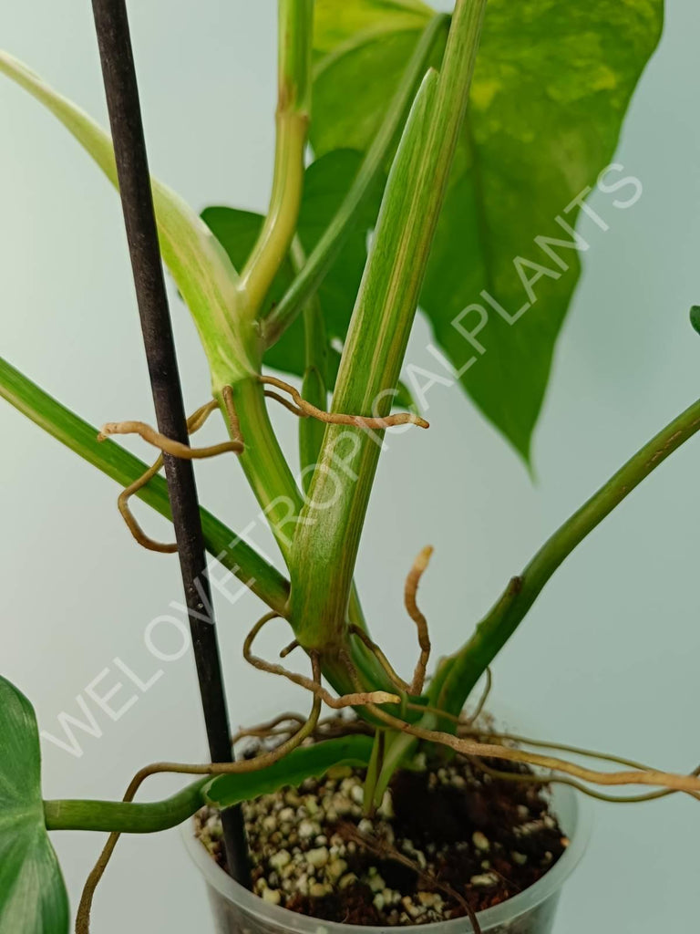 Philodendron domesticum variegata