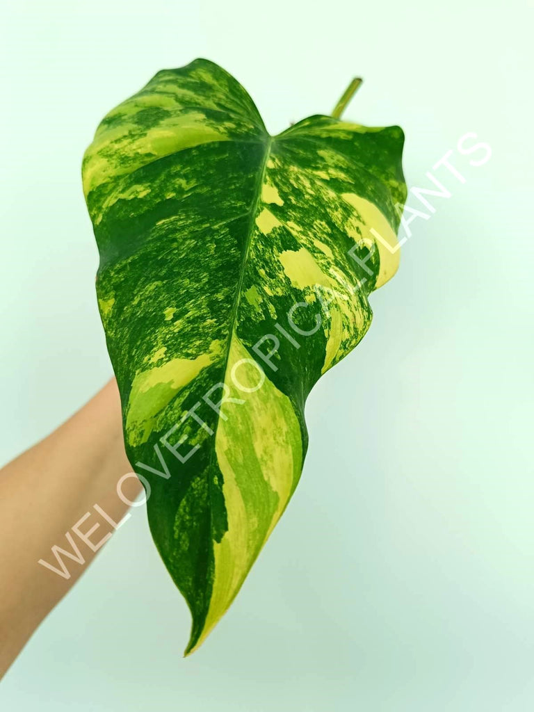 Philodendron domesticum variegata