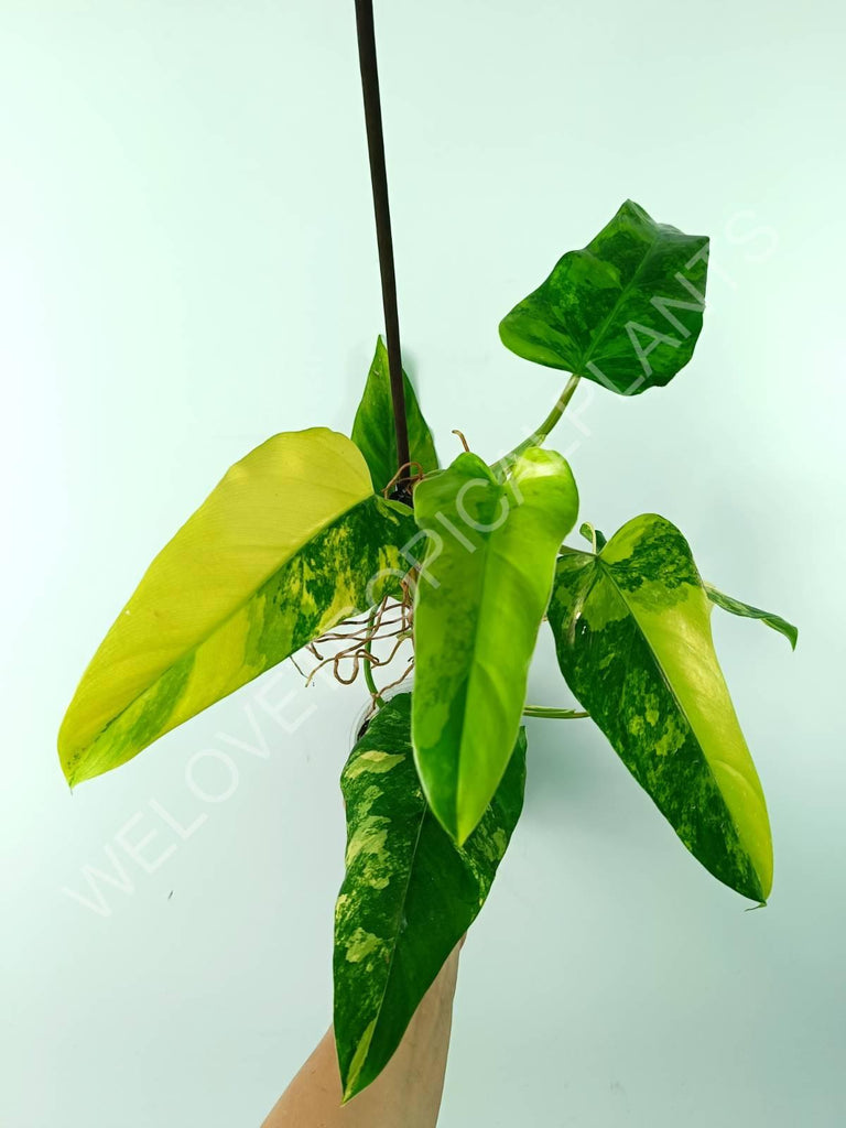 Philodendron domesticum variegata large