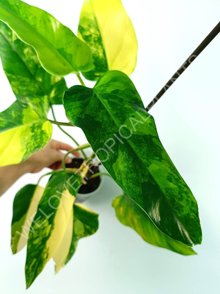 Philodendron domesticum variegata large