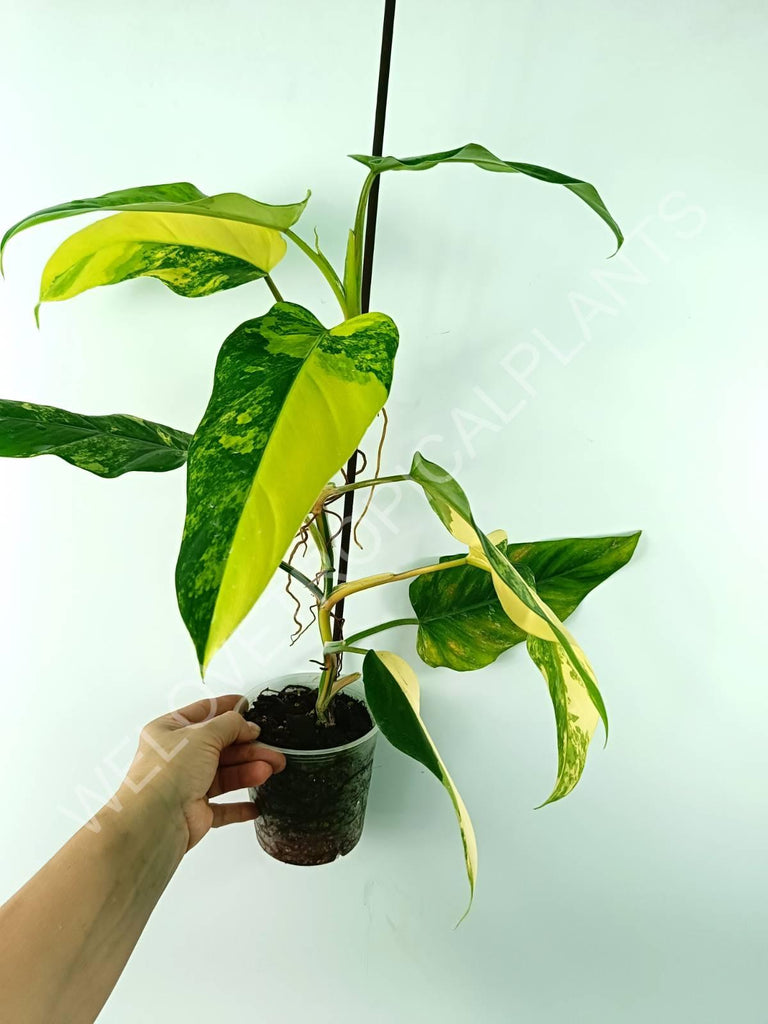 Philodendron domesticum variegata large