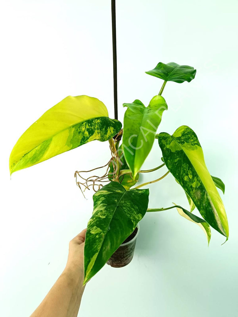 Philodendron domesticum variegata large