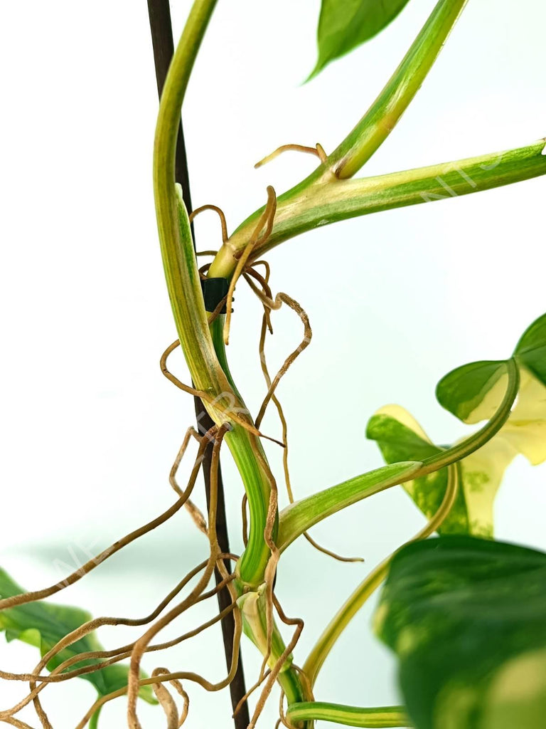 Philodendron domesticum variegata large