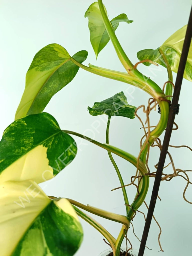 Philodendron domesticum variegata large