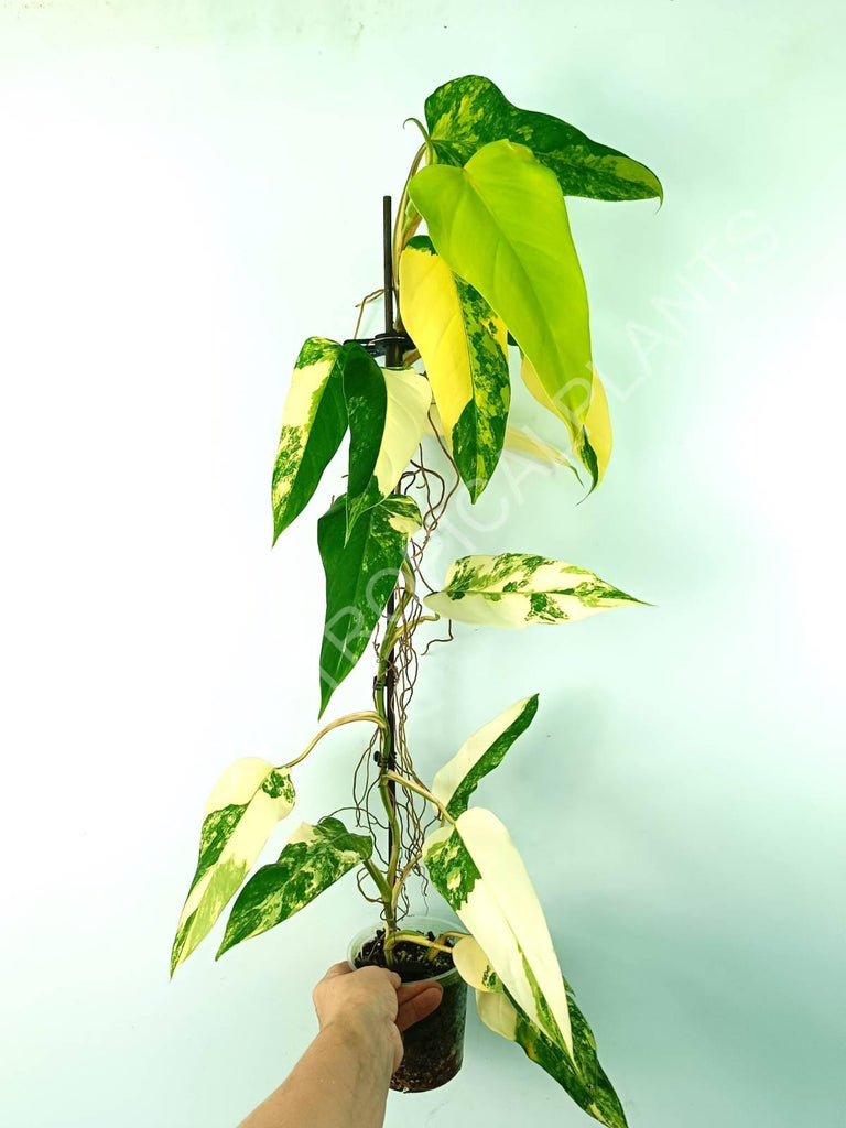 Philodendron domesticum variegata 