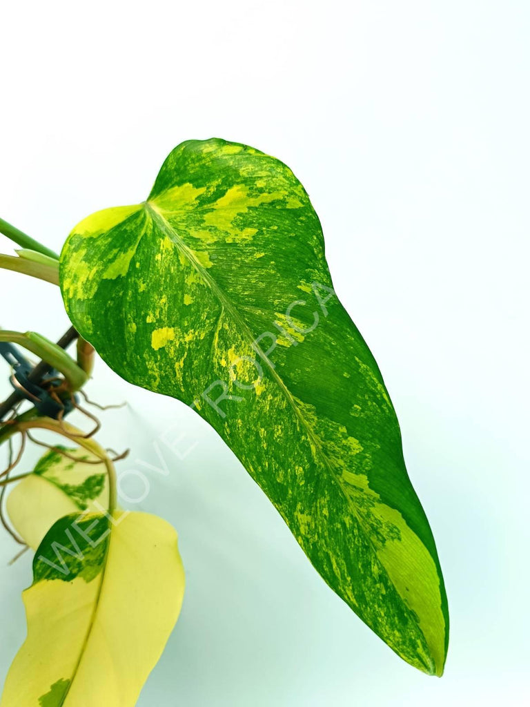 Philodendron domesticum variegata 