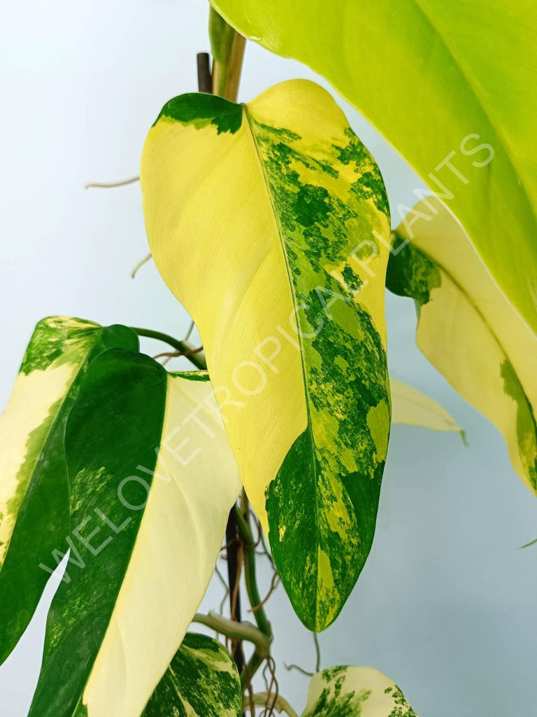 Philodendron domesticum variegata 