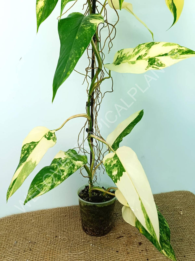 Philodendron domesticum variegata 