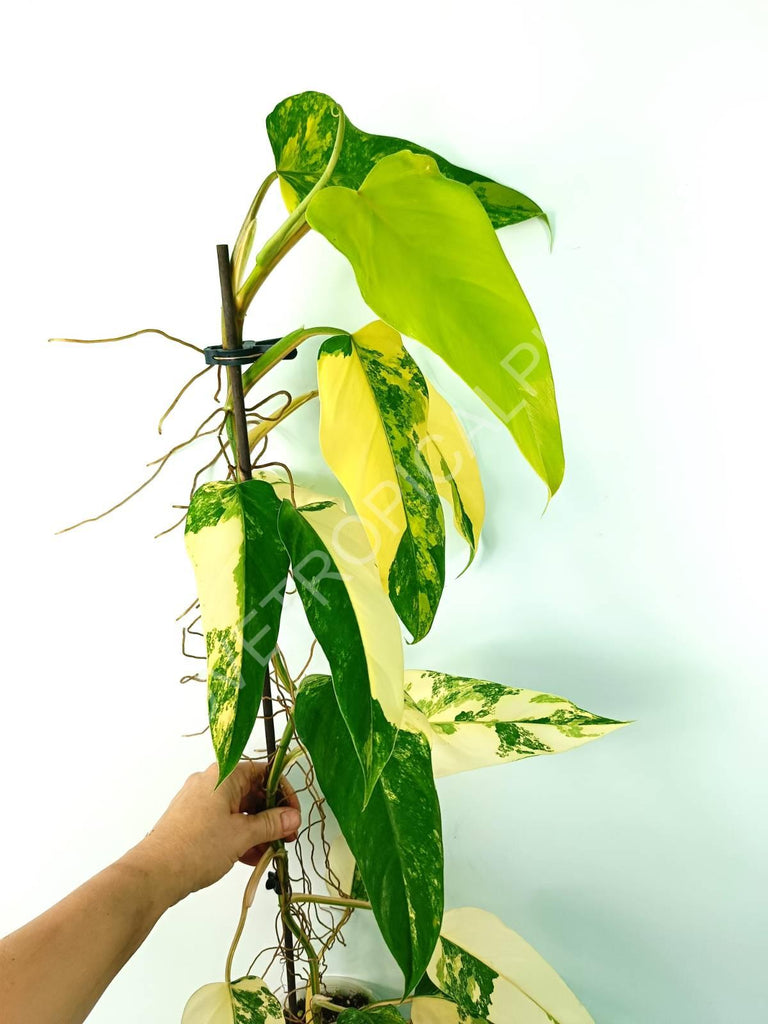 Philodendron domesticum variegata 