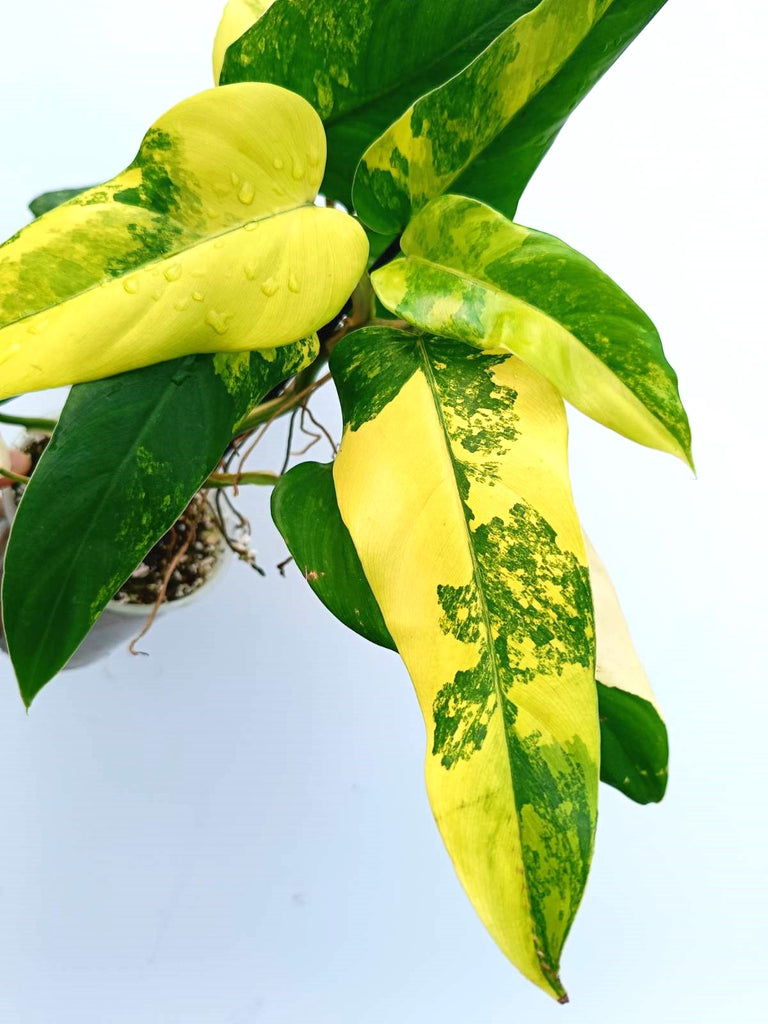 Philodendron domesticum variegata