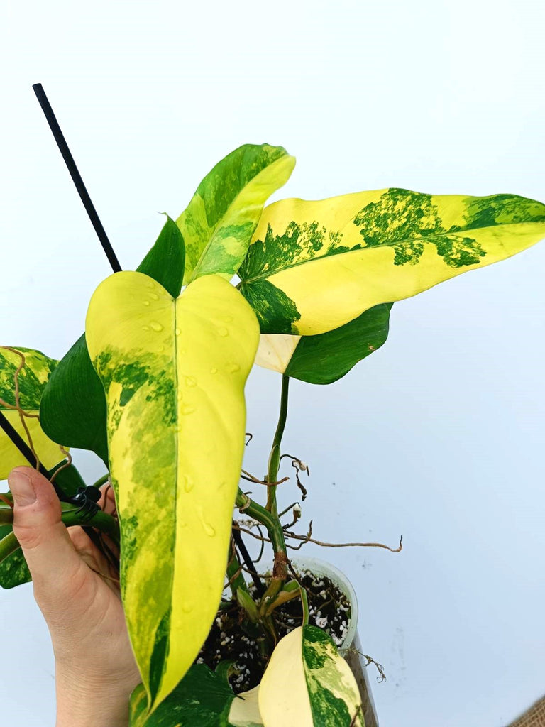 Philodendron domesticum variegata