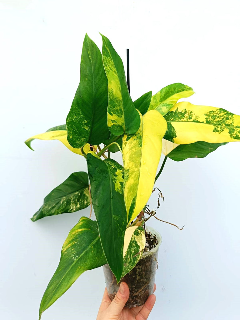 Philodendron domesticum variegata