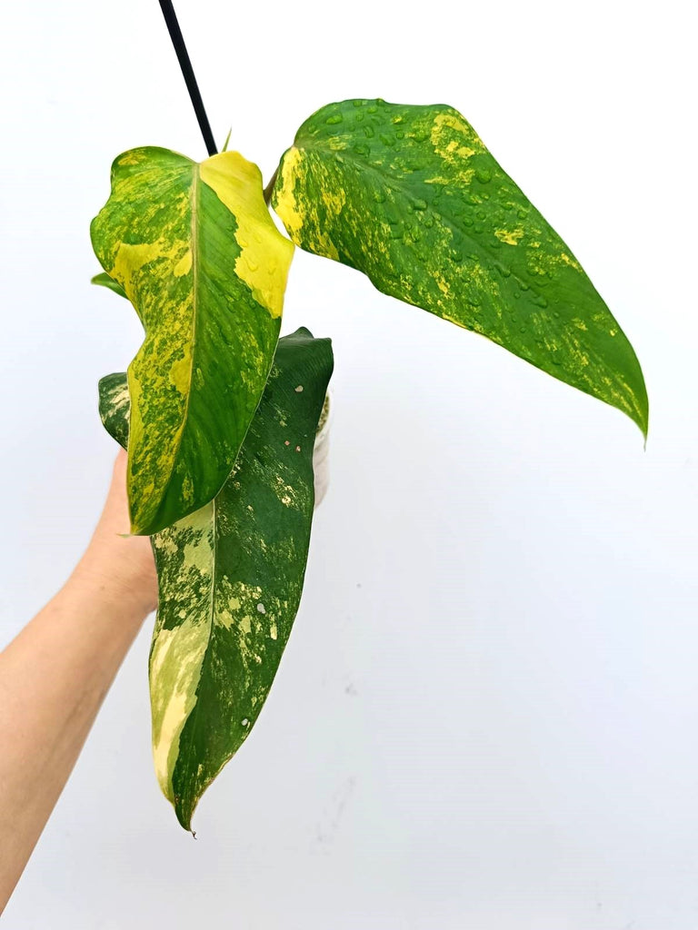 Philodendron domesticum variegata