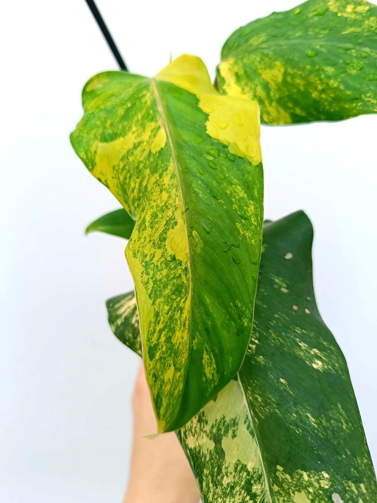 Philodendron domesticum variegata