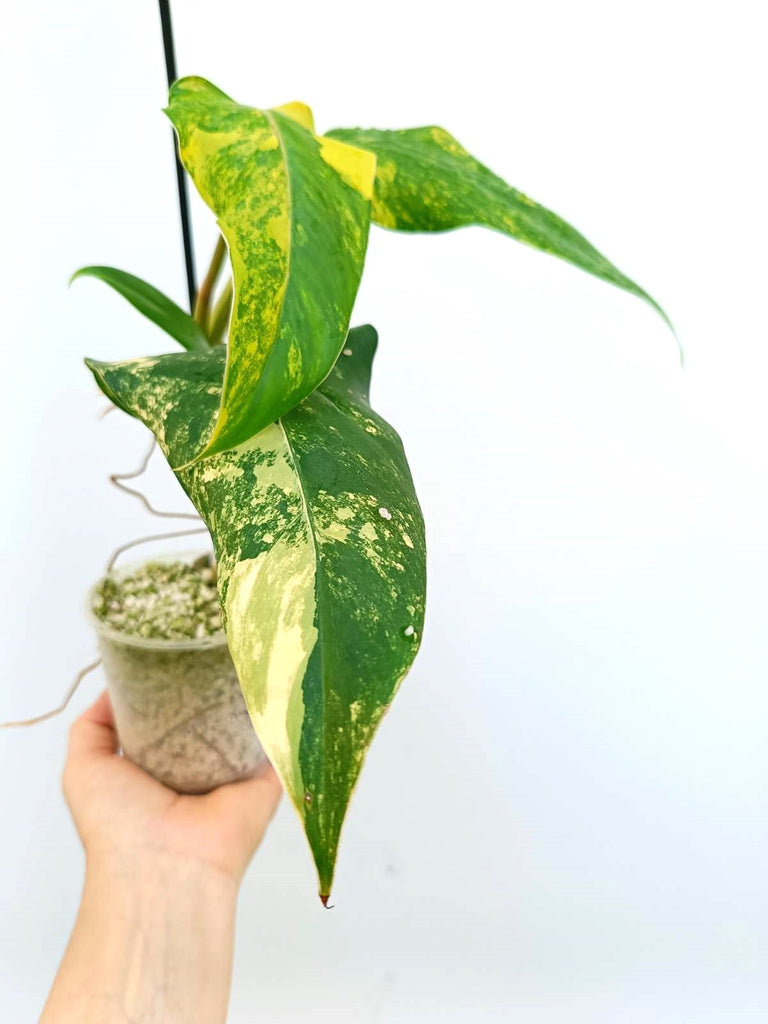 Philodendron domesticum variegata