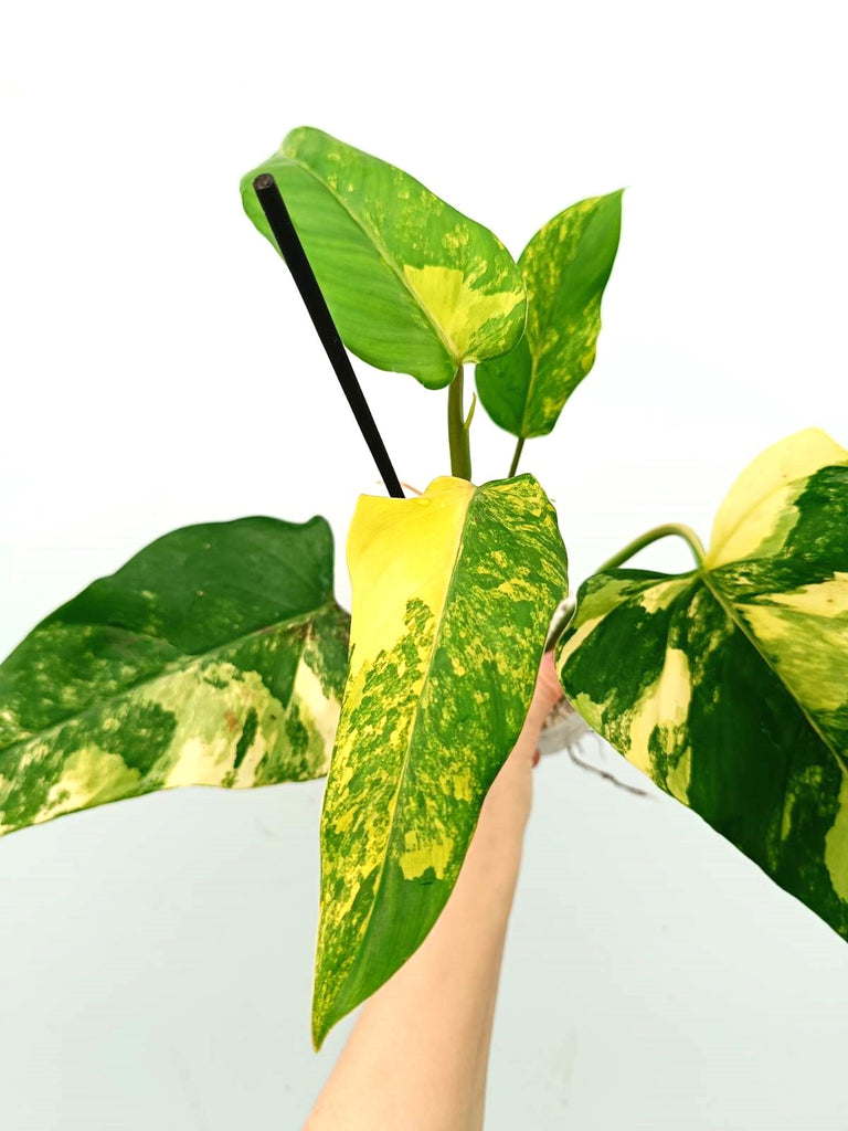 Philodendron domesticum variegata